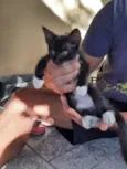 CatMiau