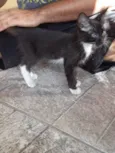 CatMiau