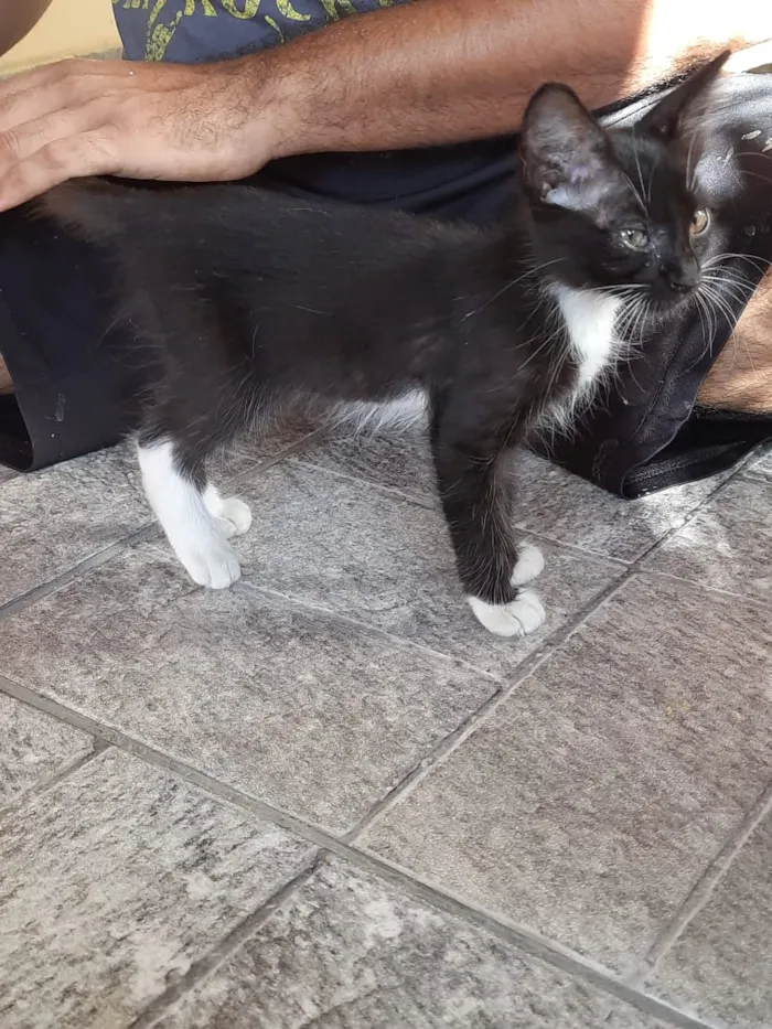 Gato raça Frajola idade 2 a 6 meses nome CatMiau