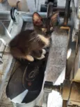 CatMiau