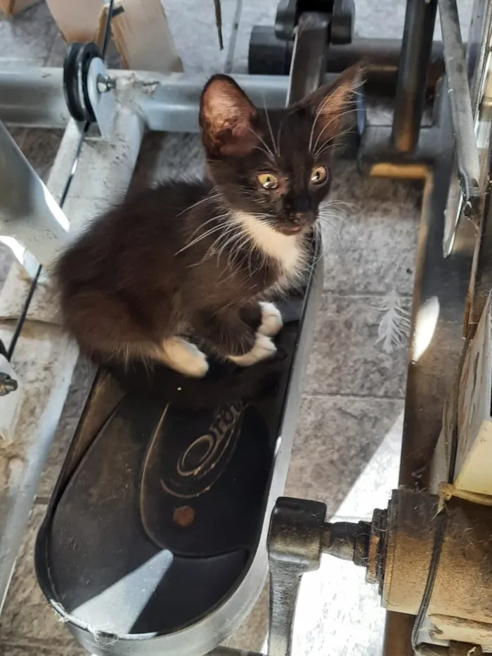 Gato raça Frajola idade 2 a 6 meses nome CatMiau