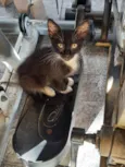 CatMiau