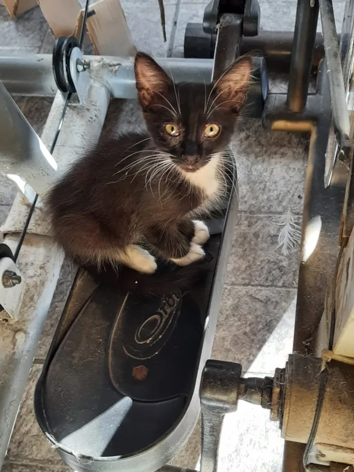 Gato raça Frajola idade 2 a 6 meses nome CatMiau