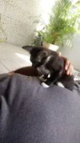 CatMiau