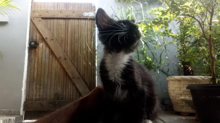 Gato raça Frajola idade 2 a 6 meses nome CatMiau