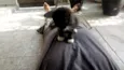 CatMiau