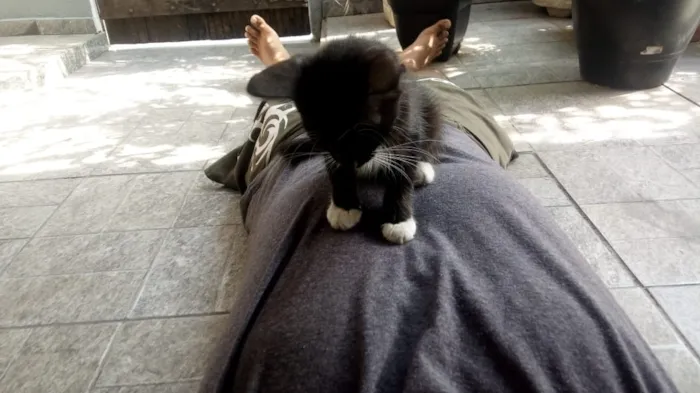 Gato raça Frajola idade 2 a 6 meses nome CatMiau