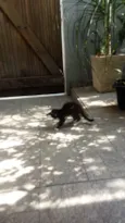 CatMiau