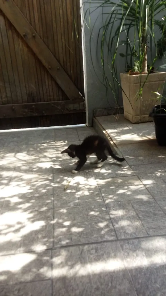 Gato raça Frajola idade 2 a 6 meses nome CatMiau