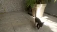 CatMiau