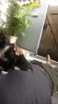 CatMiau