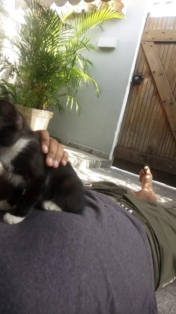 Gato raça Frajola idade 2 a 6 meses nome CatMiau