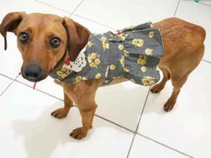 Cachorro raça SRD idade 7 a 11 meses nome Mel