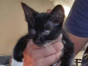 Gato raça Frajola idade 2 a 6 meses nome CatMiau