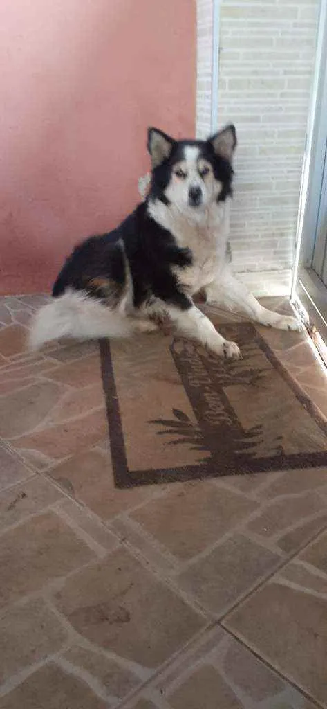Cachorro raça SRD idade 6 ou mais anos nome Francisca