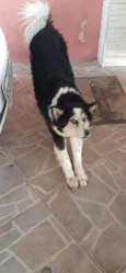 Francisca