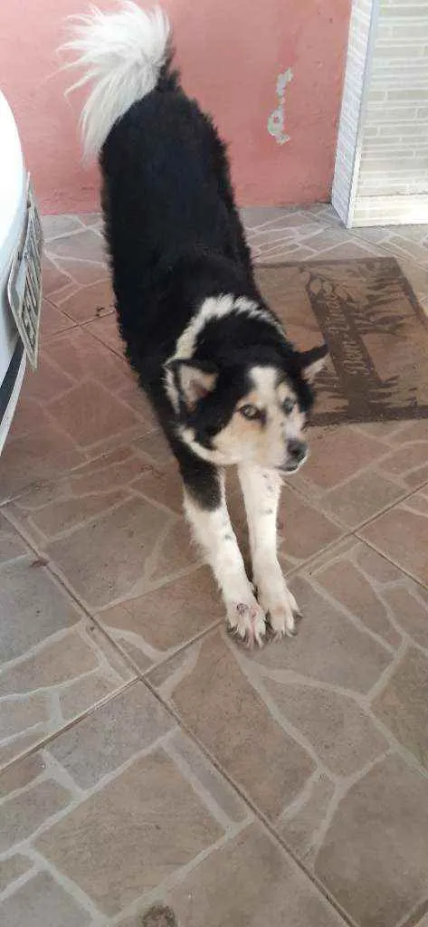 Cachorro raça SRD idade 6 ou mais anos nome Francisca