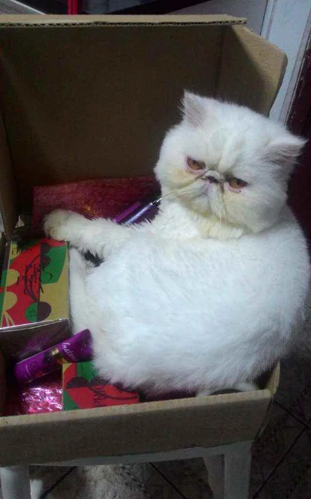 Gato ra a Persa idade 5 anos nome Lord