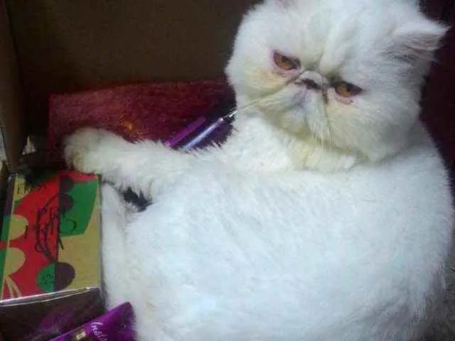 Gato ra a Persa idade 5 anos nome Lord