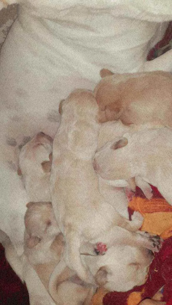 Cachorro raça Vira lata   ps.não sei a raça  idade Abaixo de 2 meses nome Sem nome*