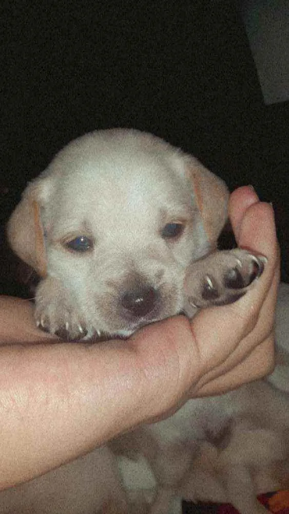 Cachorro raça Vira lata   ps.não sei a raça  idade Abaixo de 2 meses nome Sem nome*