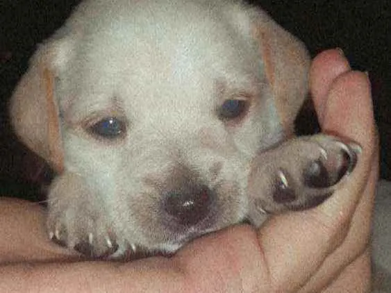 Cachorro raça Vira lata   ps.não sei a raça  idade Abaixo de 2 meses nome Sem nome*
