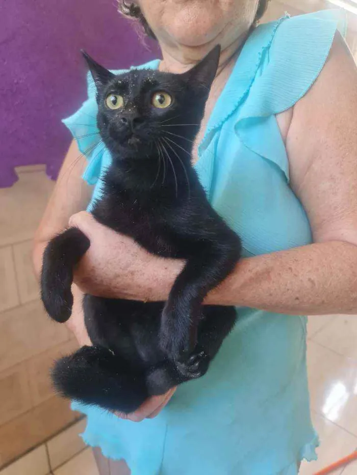 Gato ra a SRD idade 2 a 6 meses nome Aisha