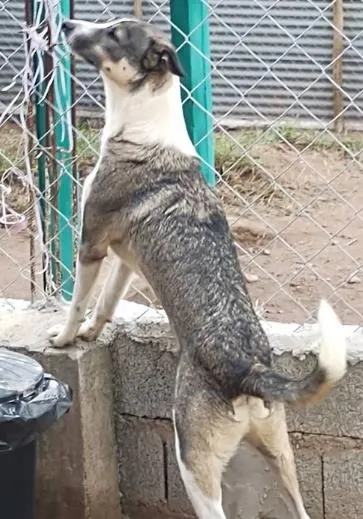 Cachorro raça SRD-ViraLata idade 2 anos nome Enrico