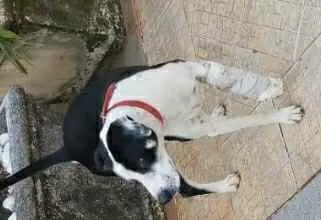 Cachorro ra a Indefinida idade 1 ano nome Sem nome