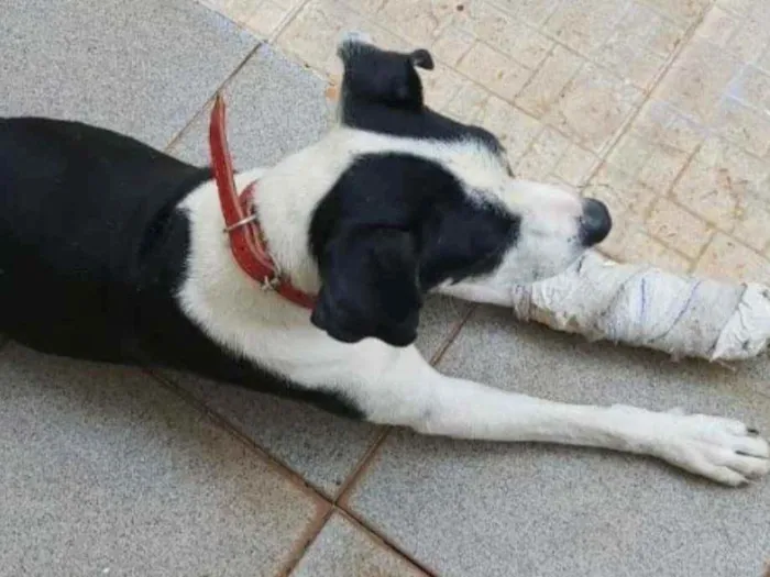 Cachorro ra a Indefinida idade 1 ano nome Sem nome