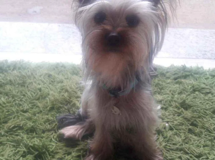 Cachorro ra a Yorkshire Terrier idade 1 ano nome Slinky