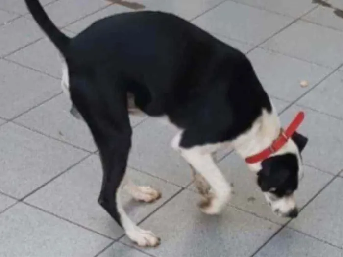 Cachorro ra a Indefinida idade 1 ano nome Sem nome