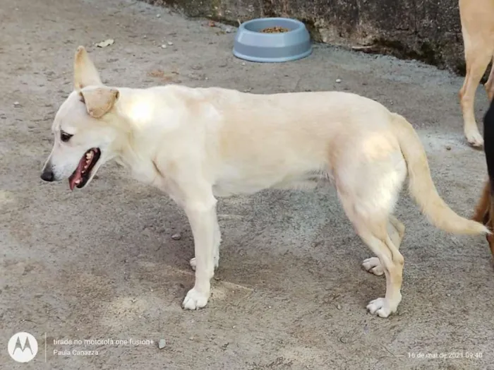 Cachorro raça SRD-ViraLata idade 2 anos nome Megui