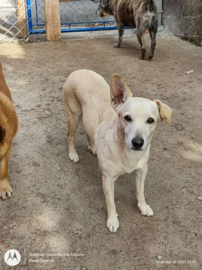 Cachorro raça SRD-ViraLata idade 2 anos nome Megui