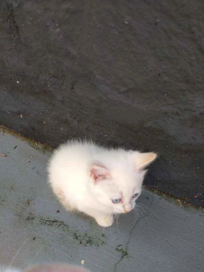 Gato raça Sem definição idade 2 a 6 meses nome Gato de rua