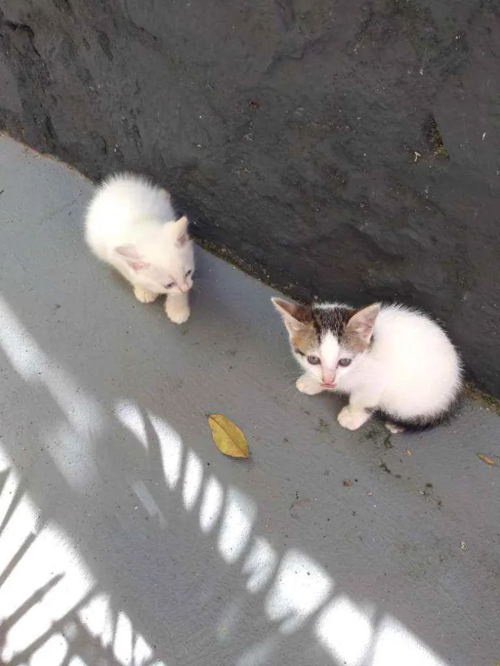 Gato raça Sem definição idade 2 a 6 meses nome Gato de rua