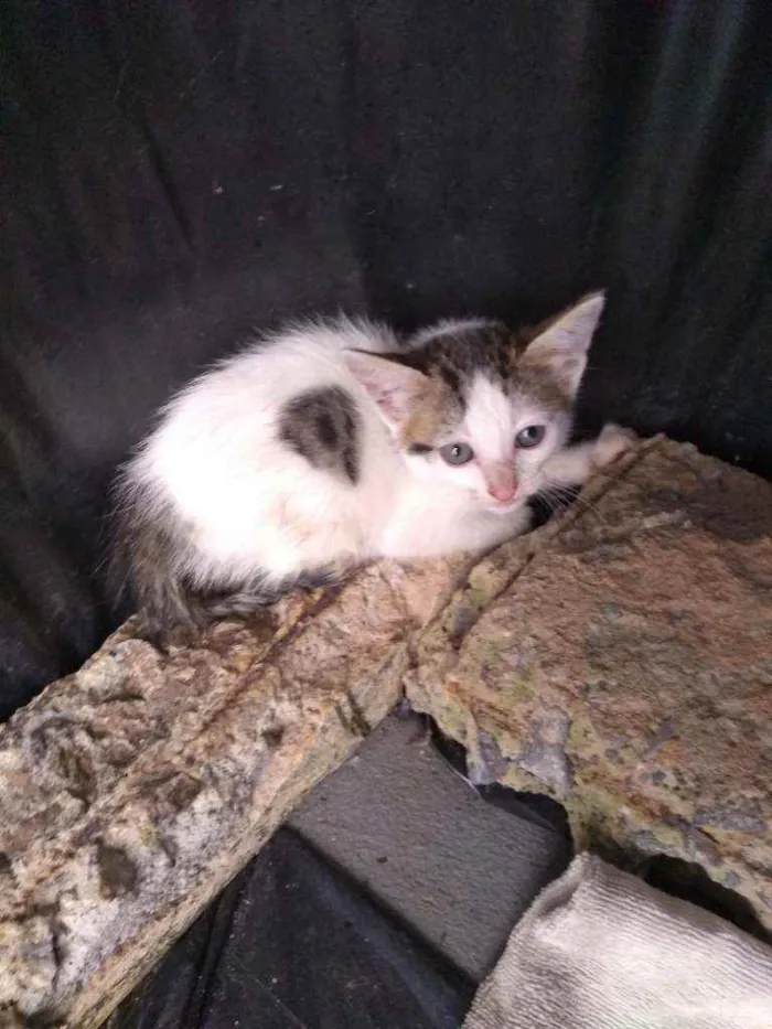 Gato raça Sem definição idade 2 a 6 meses nome Gato de rua