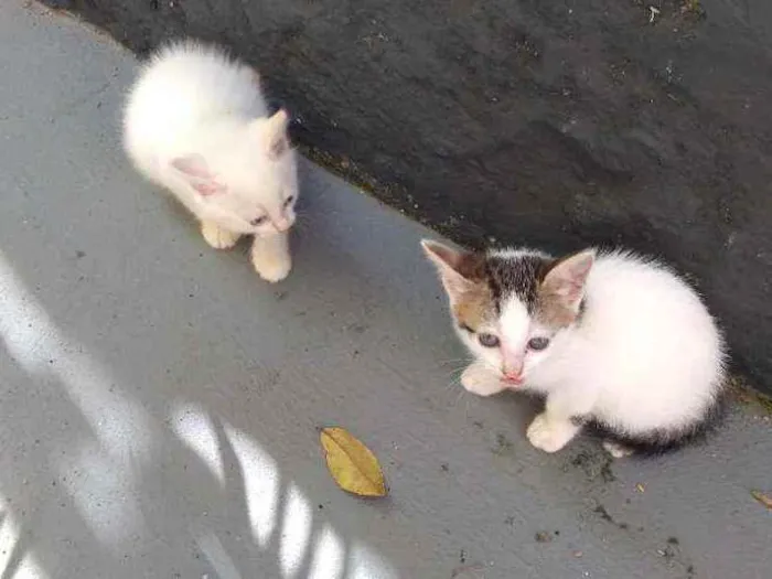 Gato raça Sem definição idade 2 a 6 meses nome Gato de rua