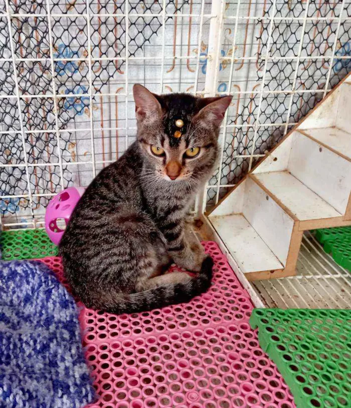 Gato raça Savannah idade 2 a 6 meses nome Jujuh