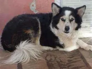 Cachorro raça SRD idade 6 ou mais anos nome Francisca