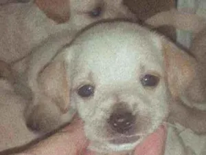 Cachorro raça Vira lata   ps.não sei a raça  idade Abaixo de 2 meses nome Sem nome*