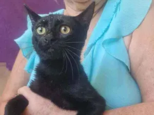 Gato raça SRD idade 2 a 6 meses nome Aisha