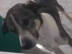 Cachorro raça SRD-ViraLata idade 2 anos nome Enrico
