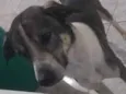 Cachorro raça SRD-ViraLata idade 2 anos nome Enrico