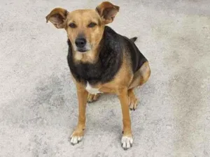 Cachorro raça SRD-ViraLata idade 5 anos nome Tifany Maravilha