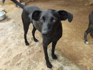 Cachorro raça SRD-ViraLata idade 1 ano nome Betoven Maravilha