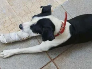 Cachorro raça Indefinida idade 1 ano nome Sem nome