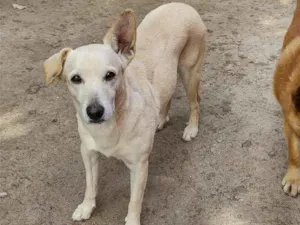 Cachorro raça SRD-ViraLata idade 2 anos nome Megui