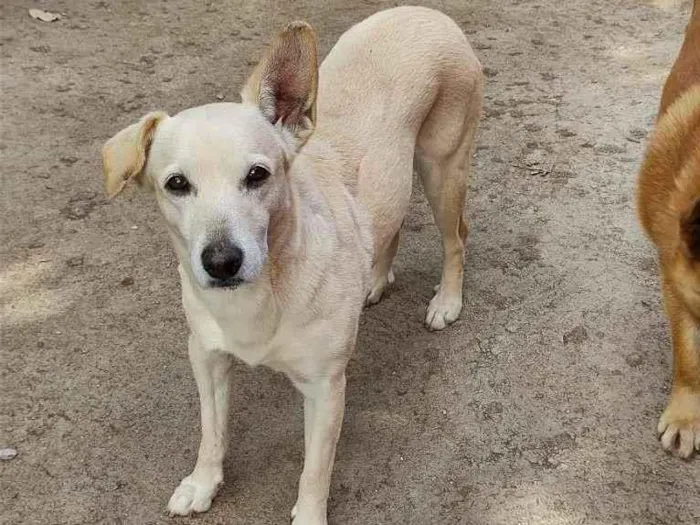 Cachorro raça SRD-ViraLata idade 2 anos nome Megui