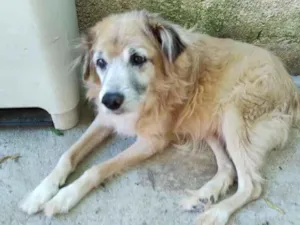 Cachorro raça SRD-ViraLata idade 6 ou mais anos nome Alfredo